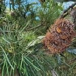 Banksia tricuspis Fruto