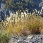 Achnatherum calamagrostis موطن