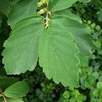 Hamamelis virginiana ഇല