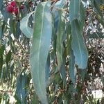 Eucalyptus leucoxylon Blad