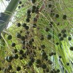 Brahea edulis Fruit