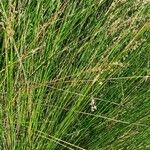 Juncus maritimus 葉