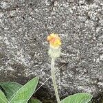 Pilosella officinarum Flors