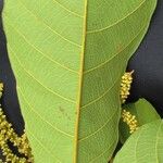 Cupania rufescens Leaf