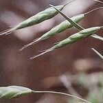 Bromus squarrosus 花