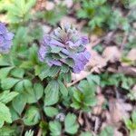 Corydalis solida Λουλούδι