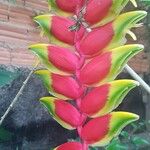 Heliconia rostrataFruit