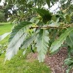 Quercus castaneifolia Leaf