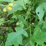 Polymnia canadensis Leaf