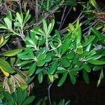 Pittosporum tobira List