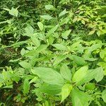 Cornus racemosa Blad