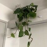 Philodendron hederaceum Φύλλο