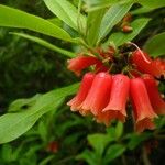 Rhododendron keysii Flor