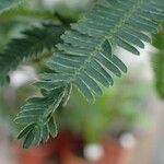 Mimosa polycarpa Blatt