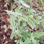 Salvia fruticosa 葉