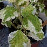 Plectranthus madagascariensis 葉