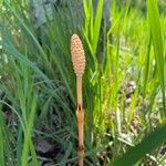 Equisetum arvense Rhisgl