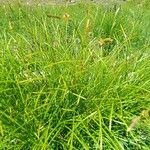 Carex ferruginea Habit