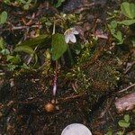 Claytonia lanceolata Kvet