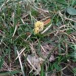 Carex montana Floare