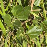 Jasminum fluminense Levél