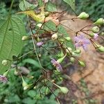 Dinophora spenneroides Lorea
