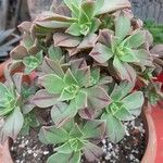 Aeonium leucoblepharum برگ