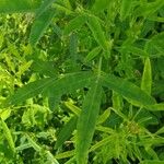 Crotalaria goreensis Leaf