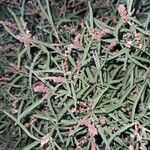 Amaranthus muricatus Blad