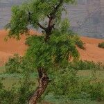 Prosopis africana Folio