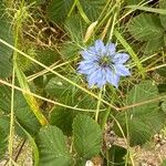 Nigella damascenaFlower