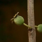 Bellucia mespiloides Fruit