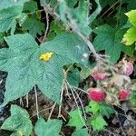 Rubus odoratus برگ