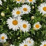 Leucanthemum maximumBlomma