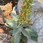 Digitalis minor Leaf