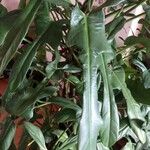 Philodendron panduriforme Frunză