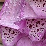 Digitalis thapsi Kwiat