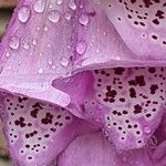 Digitalis thapsi Flower