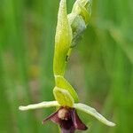 Ophrys insectifera Lorea