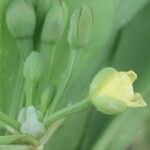 Limnocharis laforestii Fruto