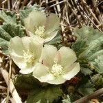 Malvella leprosa Flower