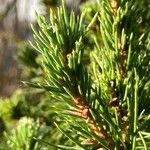 Picea laxa Ліст