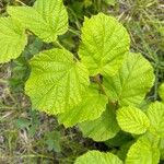 Corylus cornuta Levél