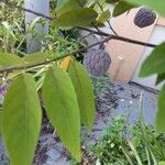 Annona squamosa Froito