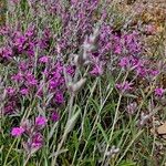 Stachys lavandulifolia Flower