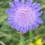 Knautia arvernensisFloare