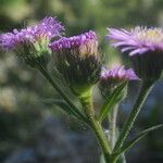 Erigeron atticus Fula