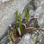 Polystichum orbiculatumTervik taim