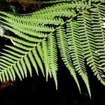 Cyathea arborea Leaf