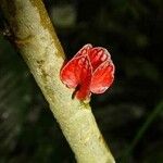 Pavonia cauliflora